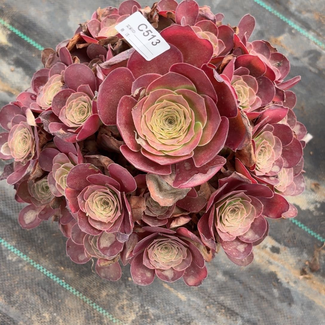 513魅金多肉植物寄养