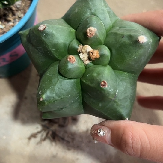 宝*实生鸾45678889