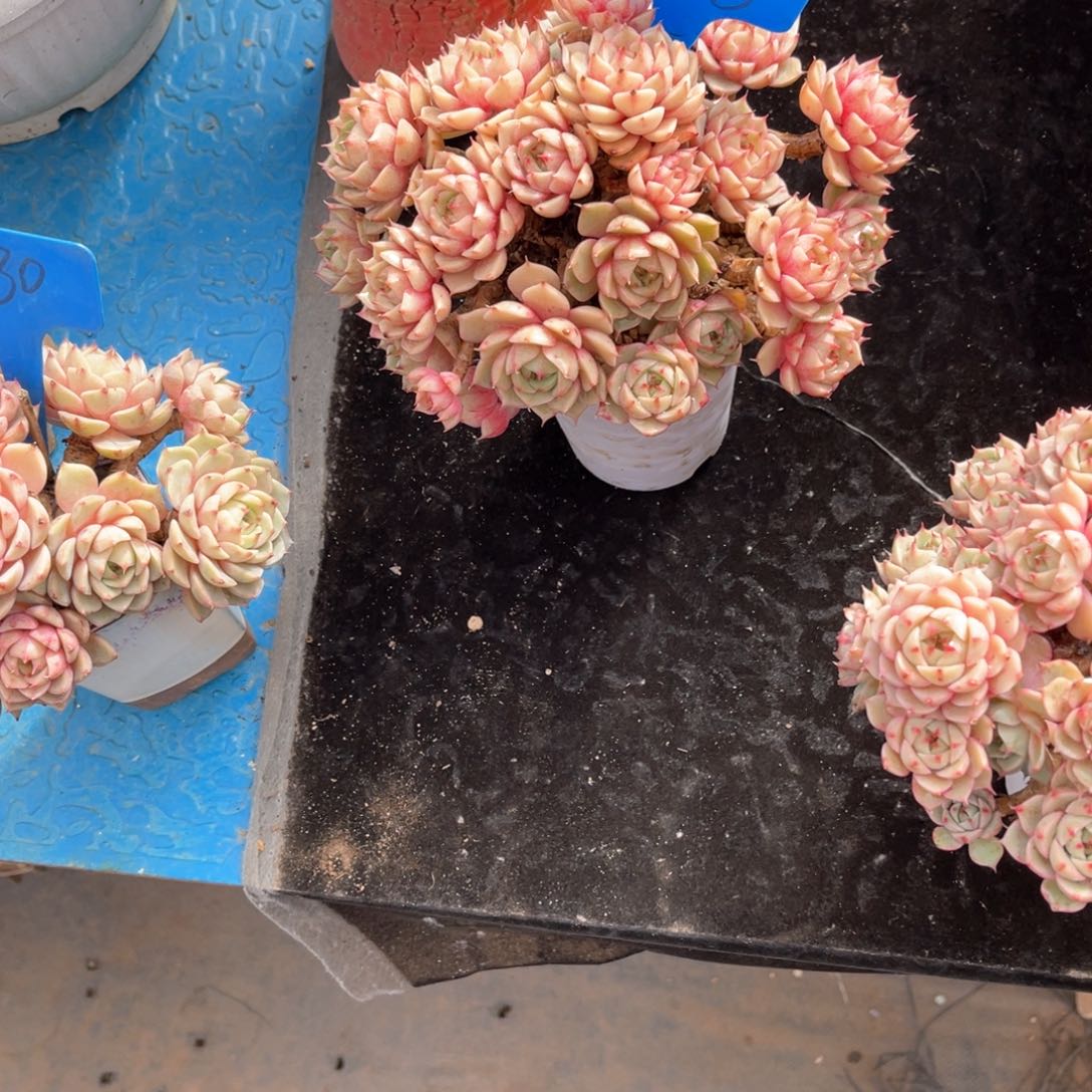 哈**声206笨吧多肉植物