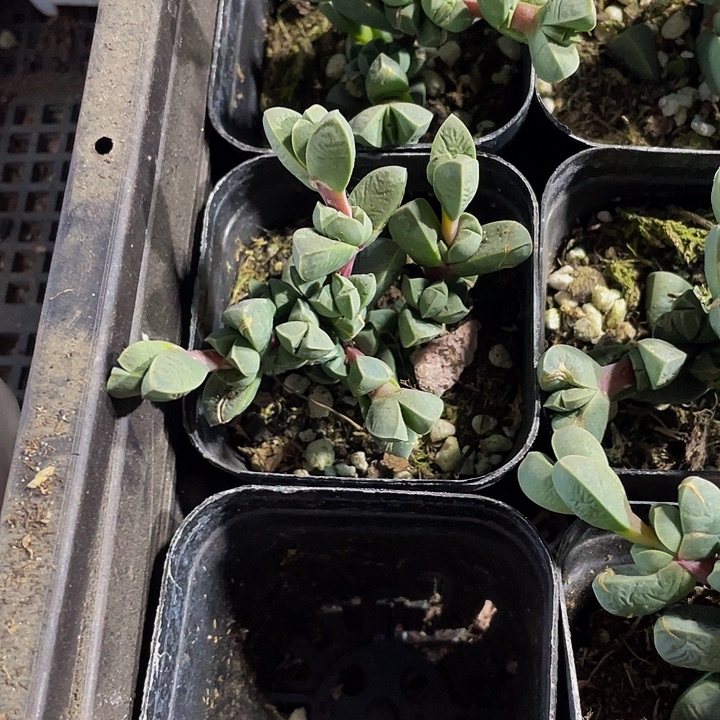 鹿角海棠2.8带盆