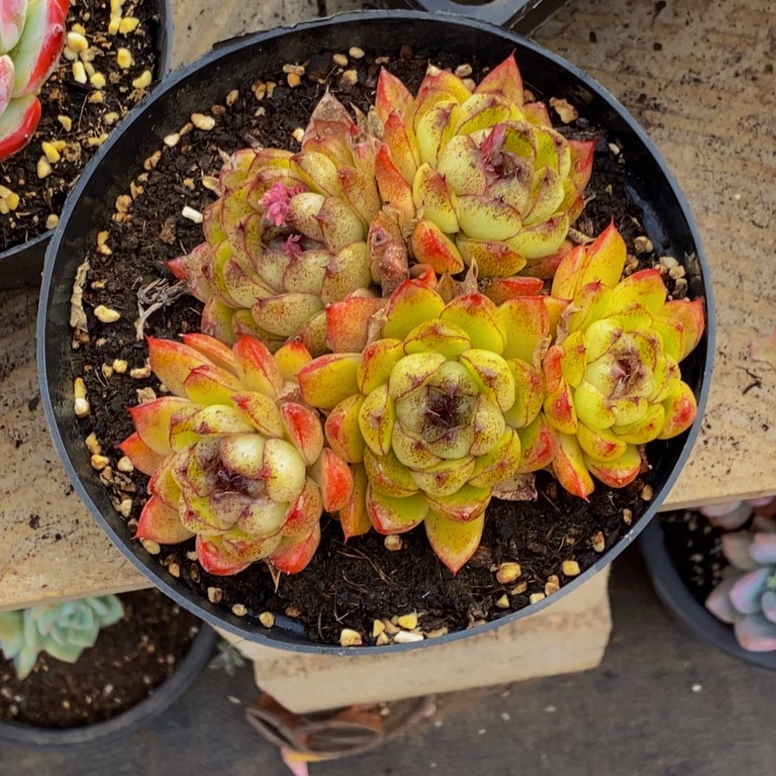 云*集48包邮一物一拍多肉植物