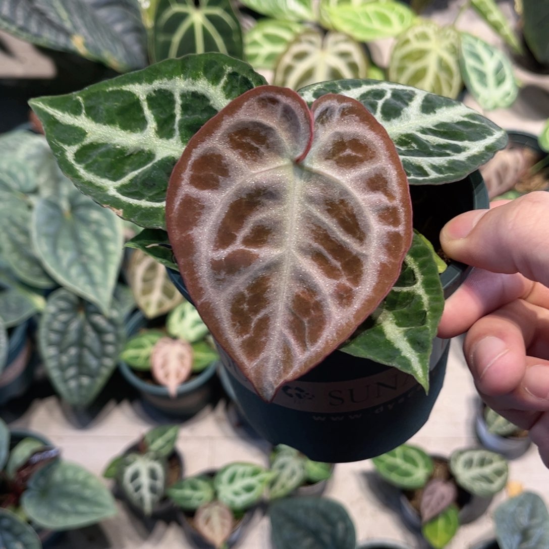 完全开放黑刷子杂红水晶石化个体