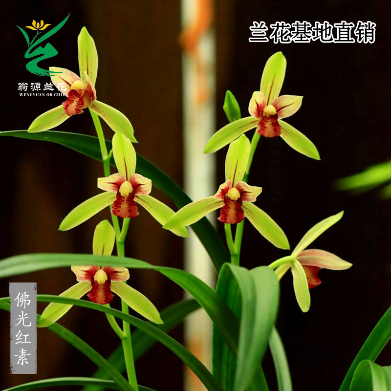 翁源兰花苗正品四季建兰佛光红素经典精品花浓香好养室内绿植花卉