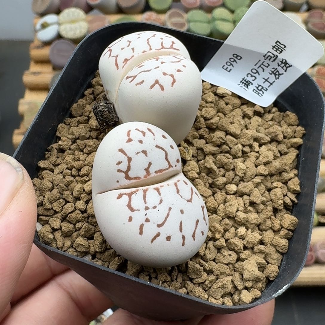 998多肉哈哈哈哈哈哈哈