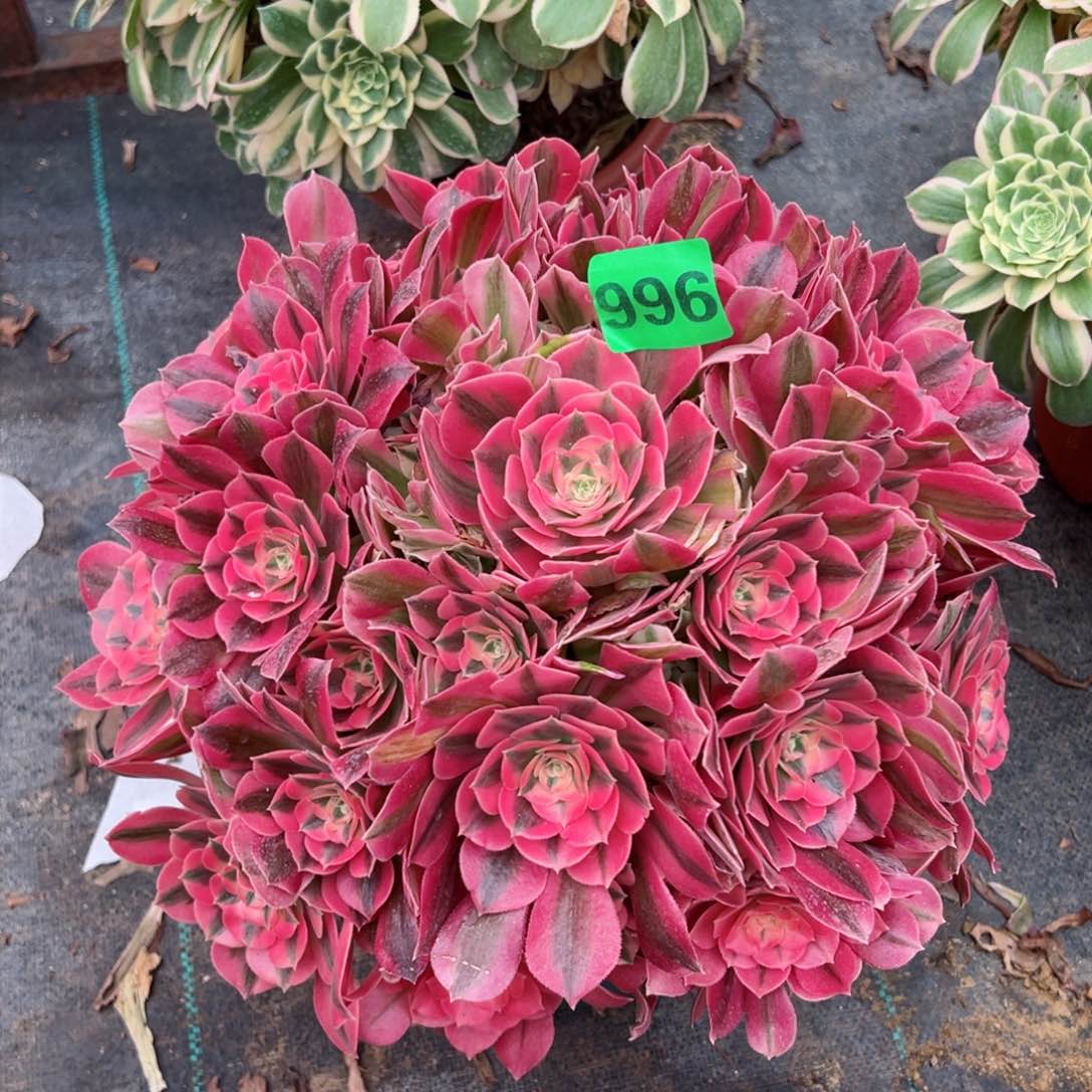 996粉女巫法师多肉植物