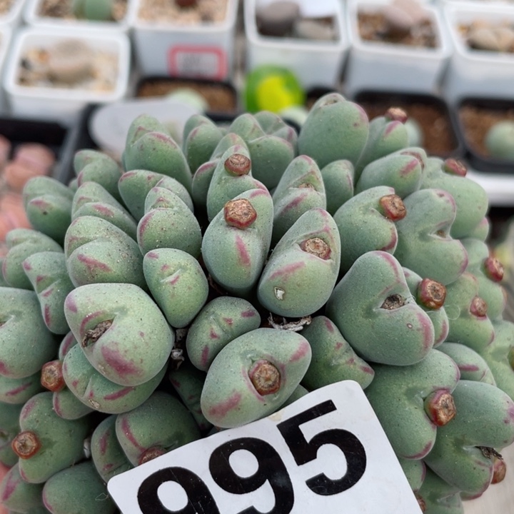 995大群红边口迪