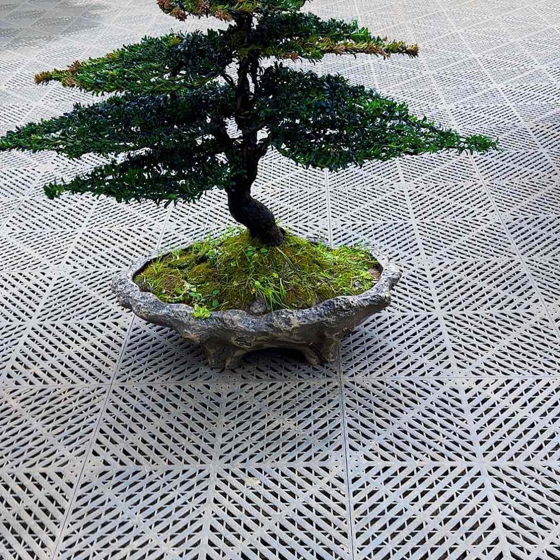 风***轩无花朵珍珠红芽罗汉松造型盆景