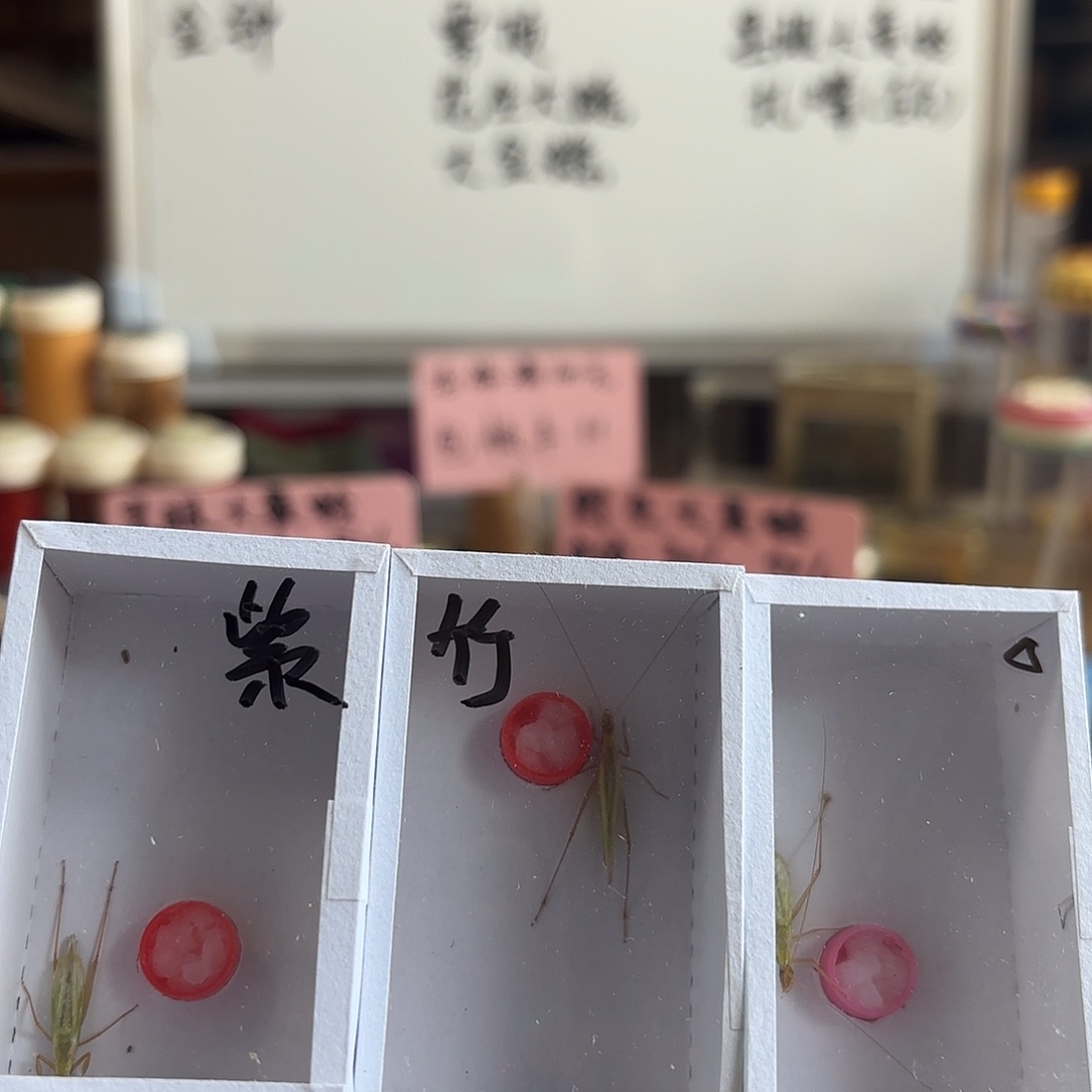 三条中须野生紫竹
