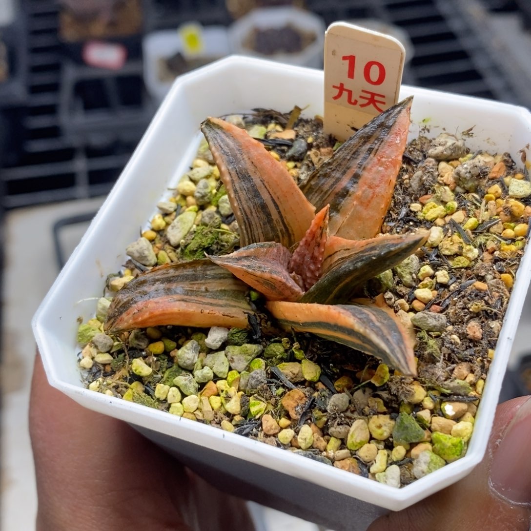 虾***心10黑王龙鳞锦一物一拍