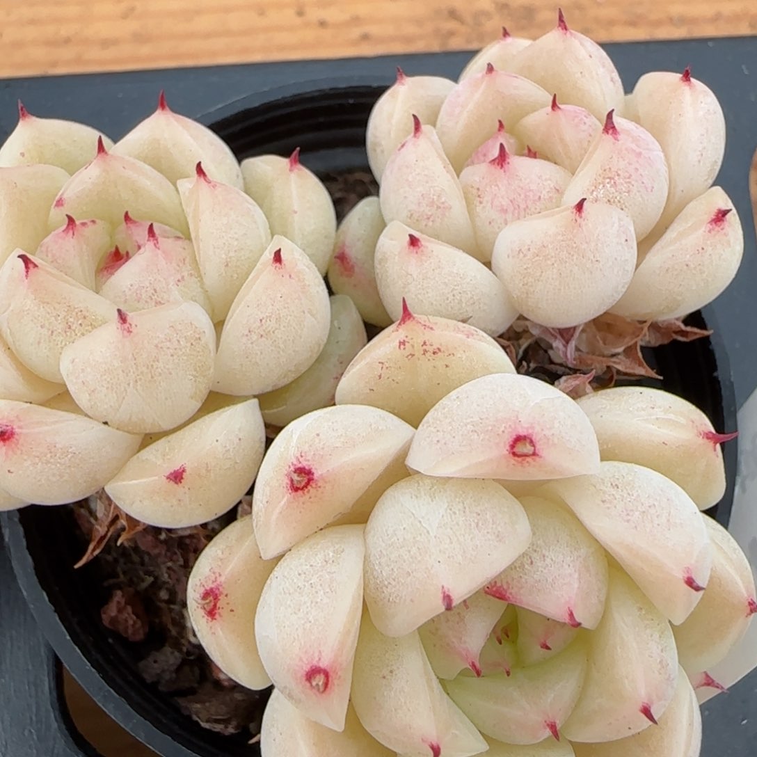 花语逸镜0214-384