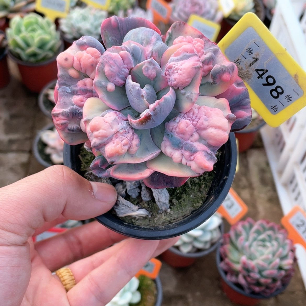 【闪购商品】1498号