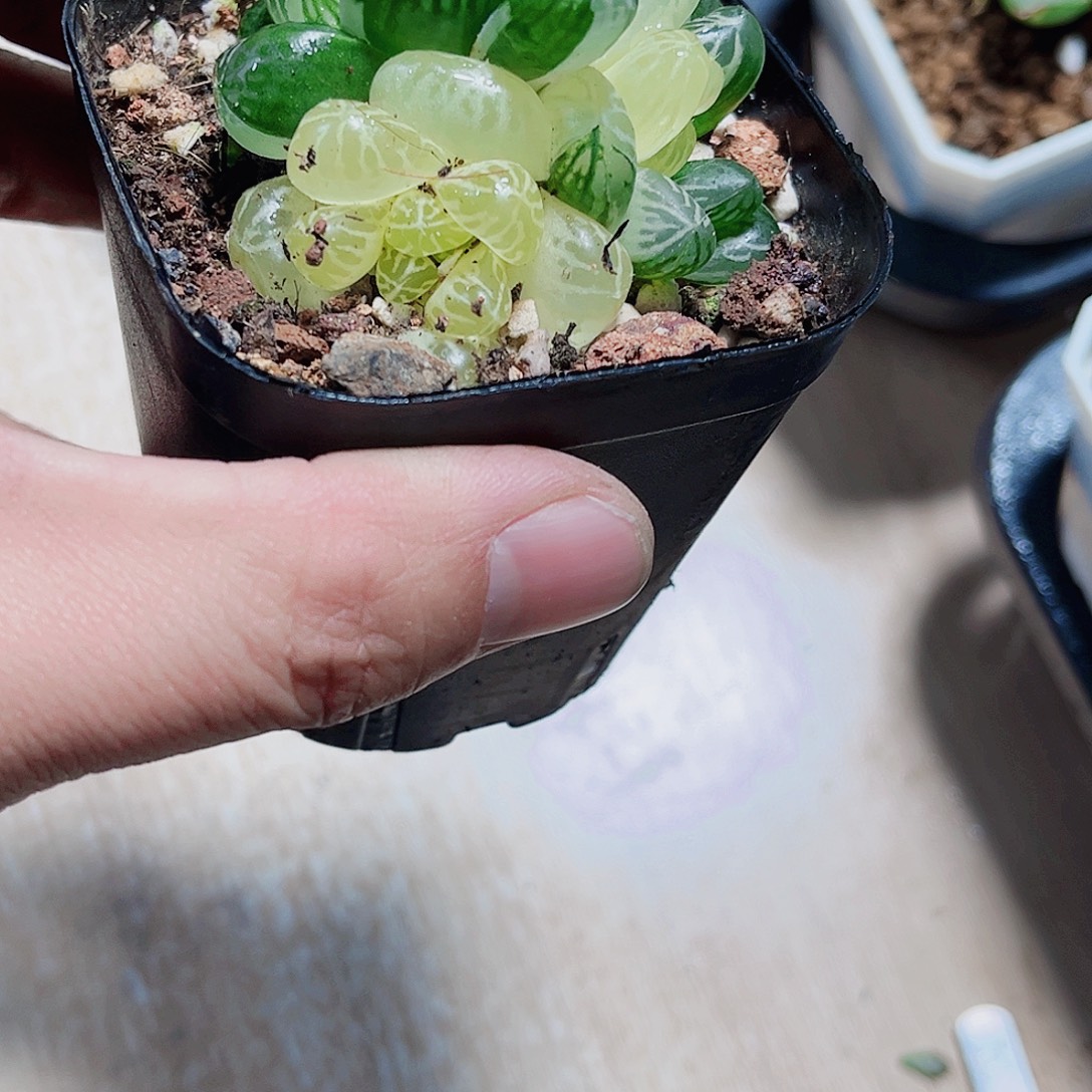 苏州雨露锦新手好养