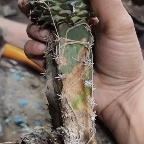 771仙人球瑕疵清棚特价