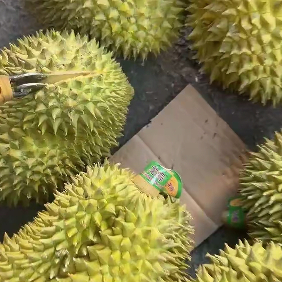 新鲜干尧榴莲核小皮薄65一公斤现场改价（全场随意改价）干尧泰国