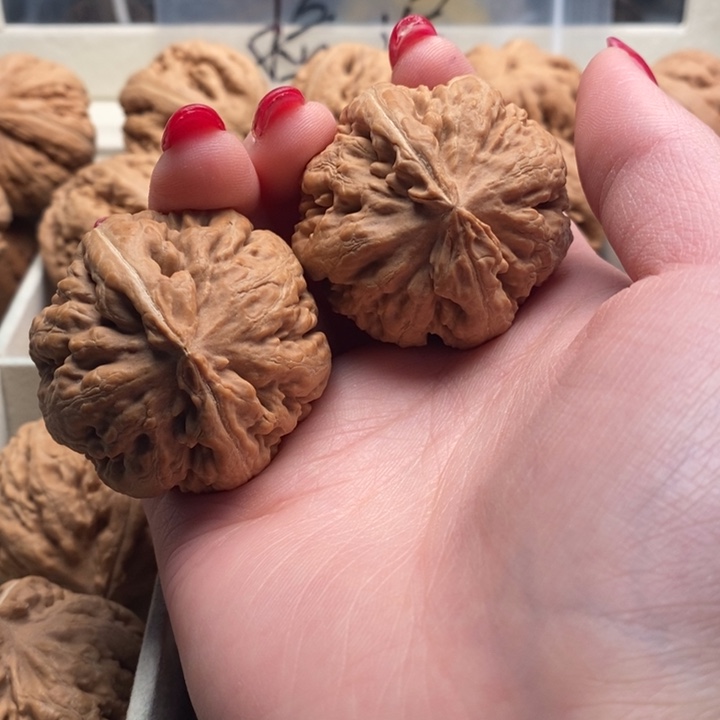 ৎ***࿐霸王龙全品无修一刀没动