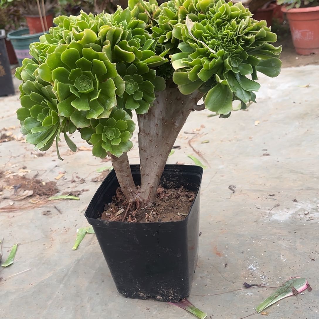 红陶哈哈哈哈哈哈哈哈哈