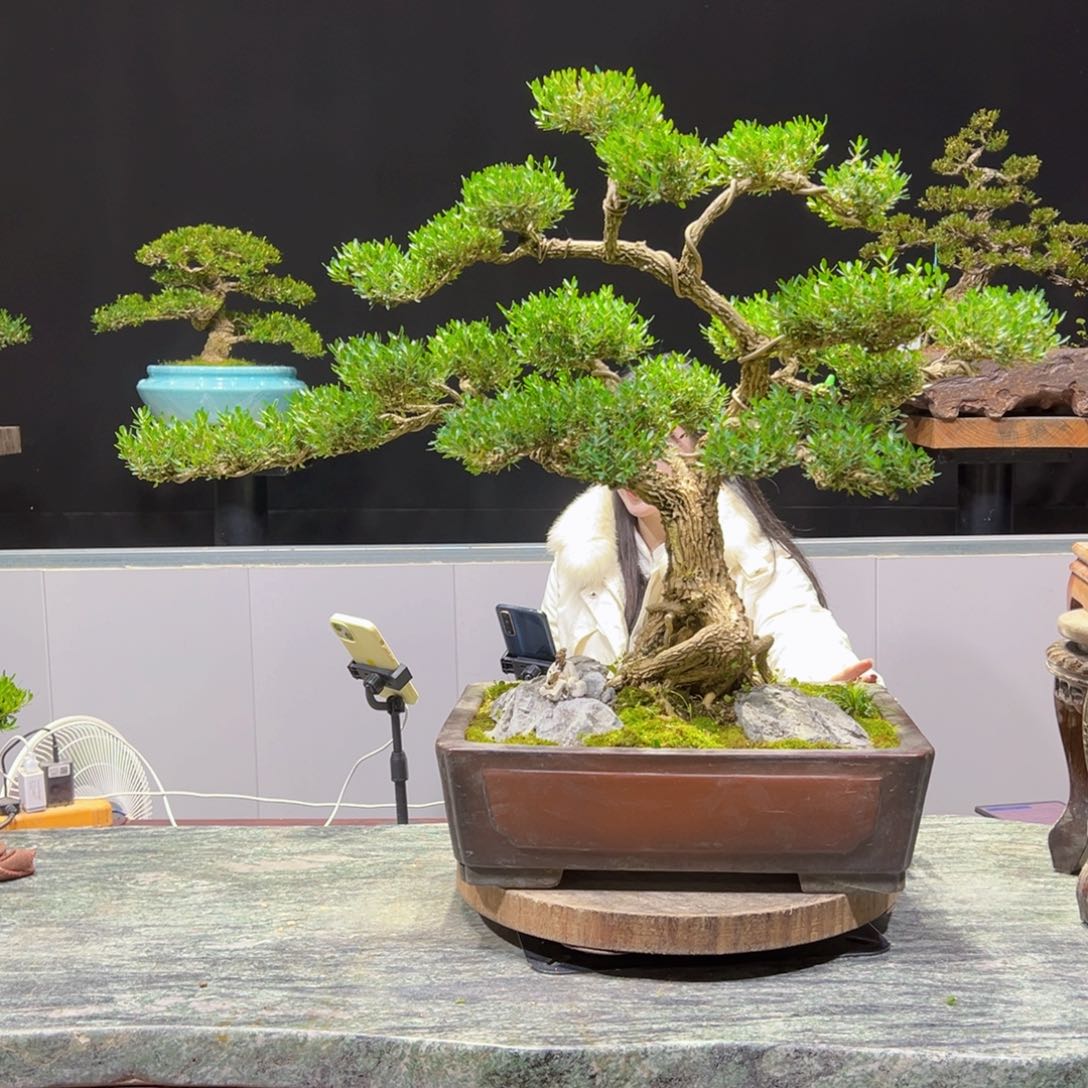 四季常青老桩黄杨盆景领**态