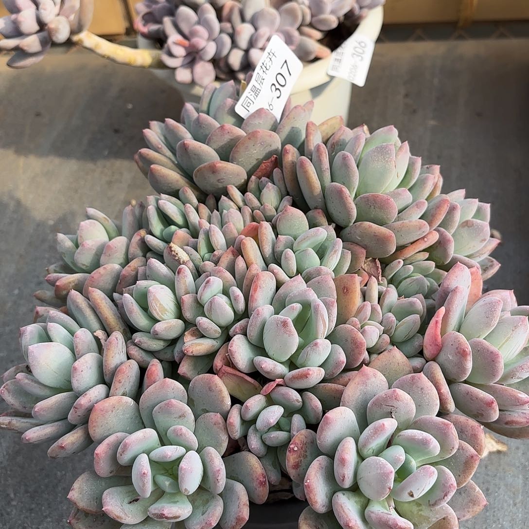 同温层多肉灰姑娘307