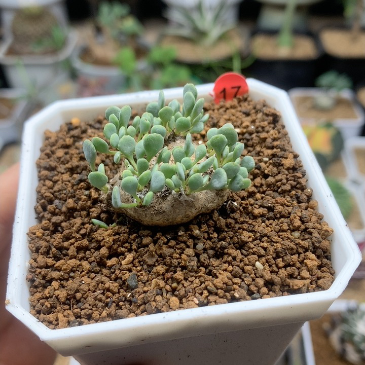 熔岩圆叶厚敦菊带盆