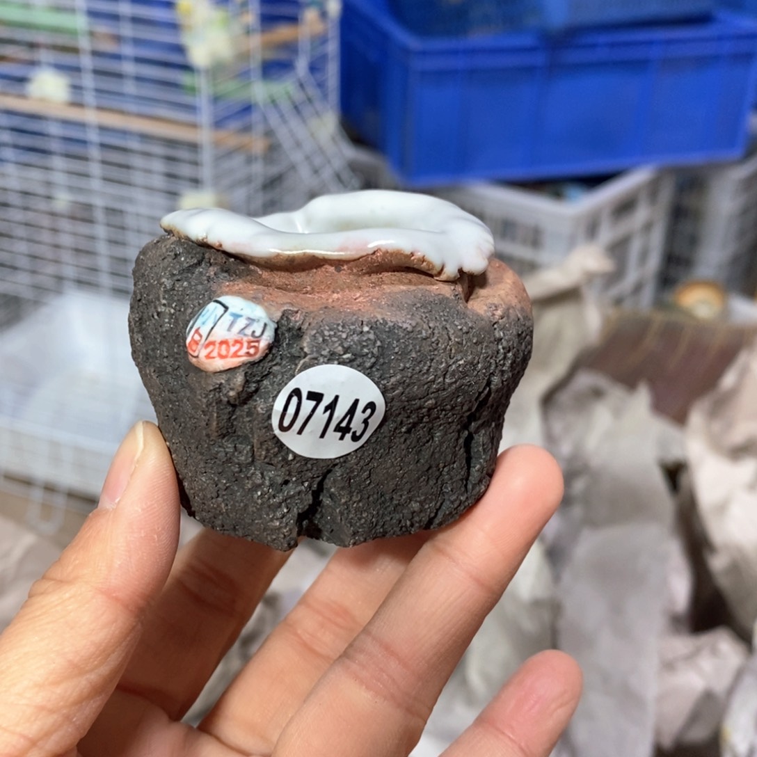 花盆拍3送一个小礼物