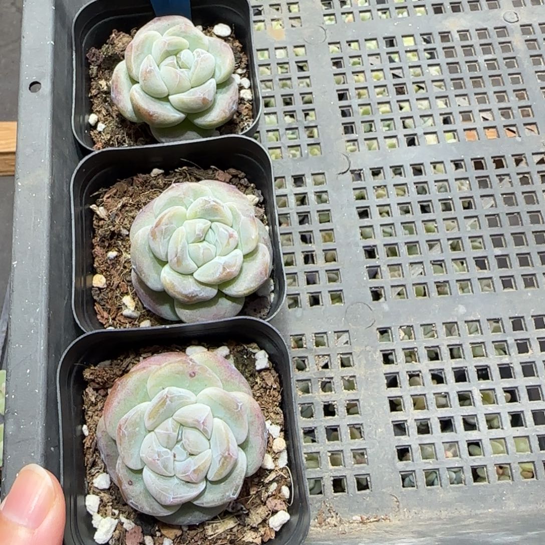 128琥珀冰3颗哈哈哈哈