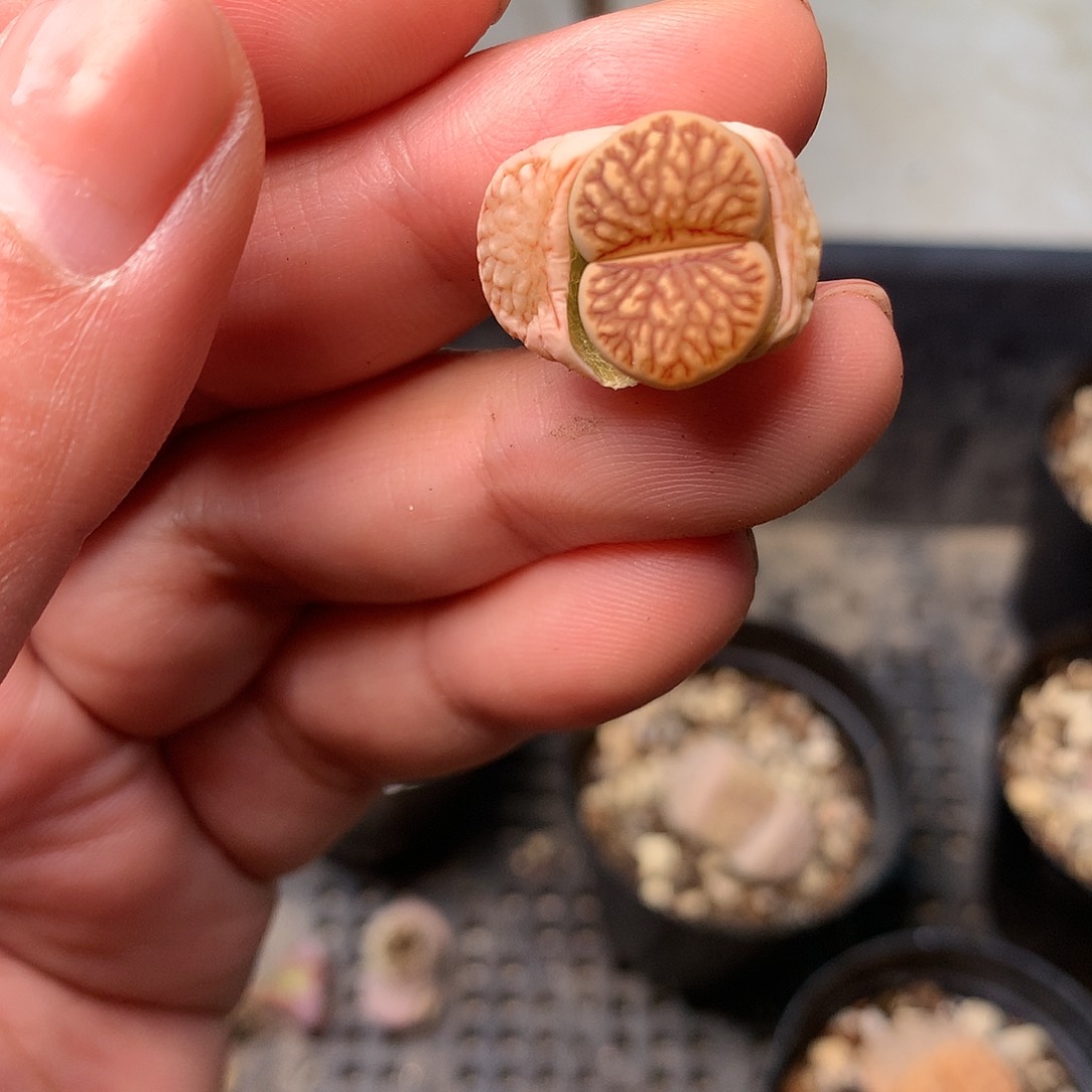 A72多肉植物保护研究所