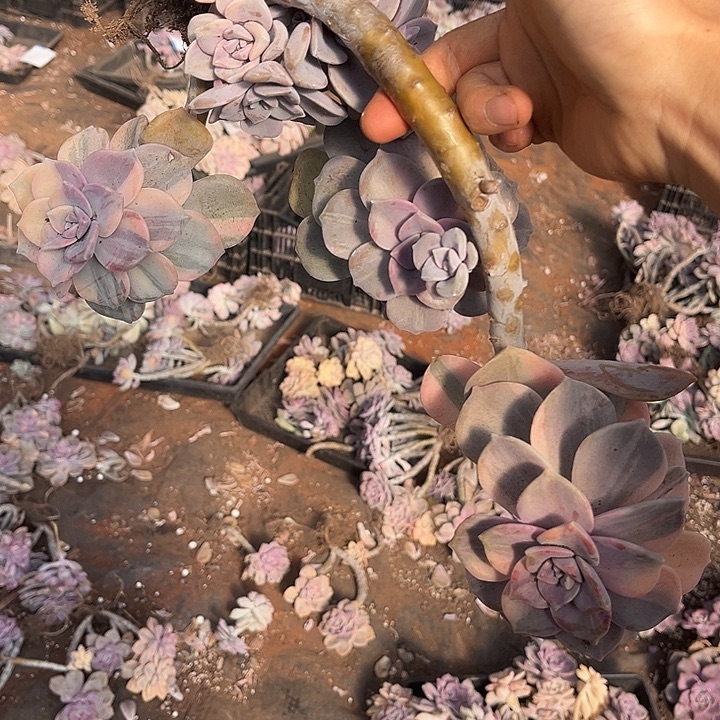 用***0紫乐景造型装26多肉植物精品