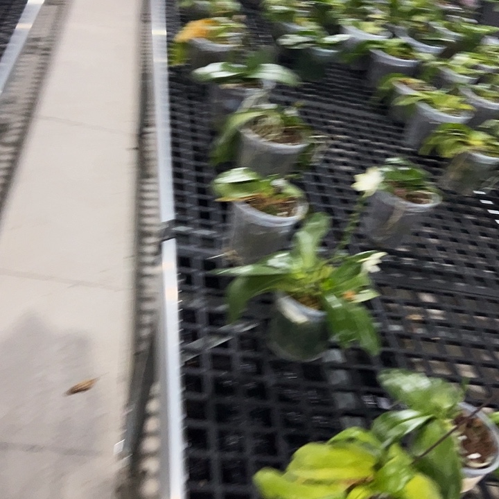 1***）不开花植物雅风蓝路德分生苗