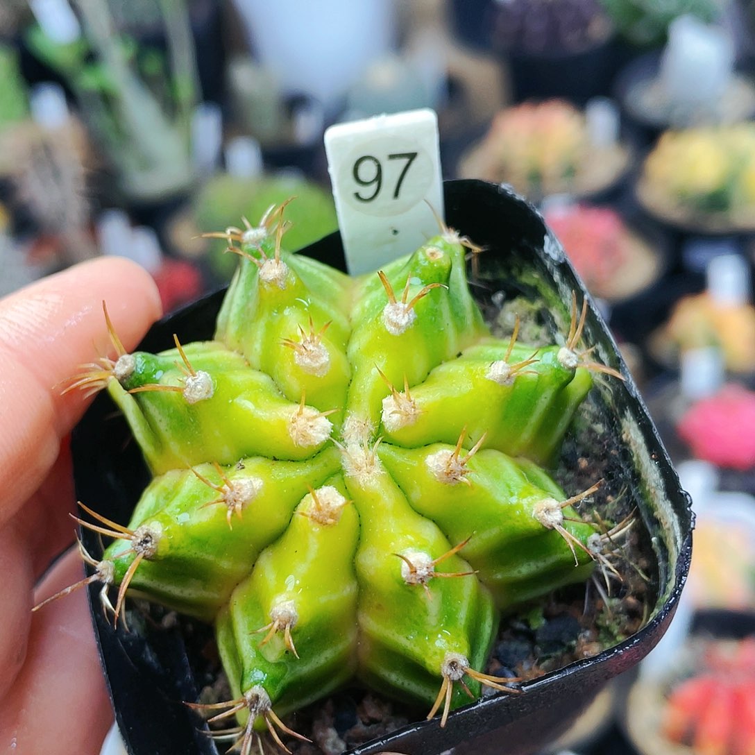 非偏远地区满25包邮仙人球