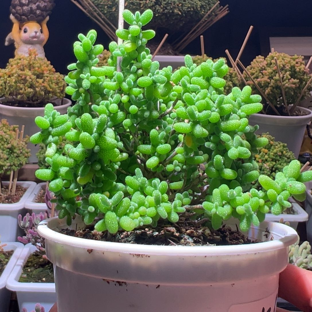 556金桔一物一拍带盆土发货