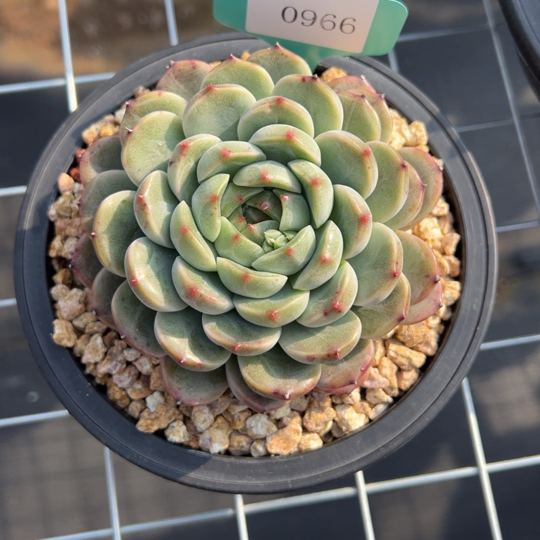 宏***哥0966多肉多多多的多