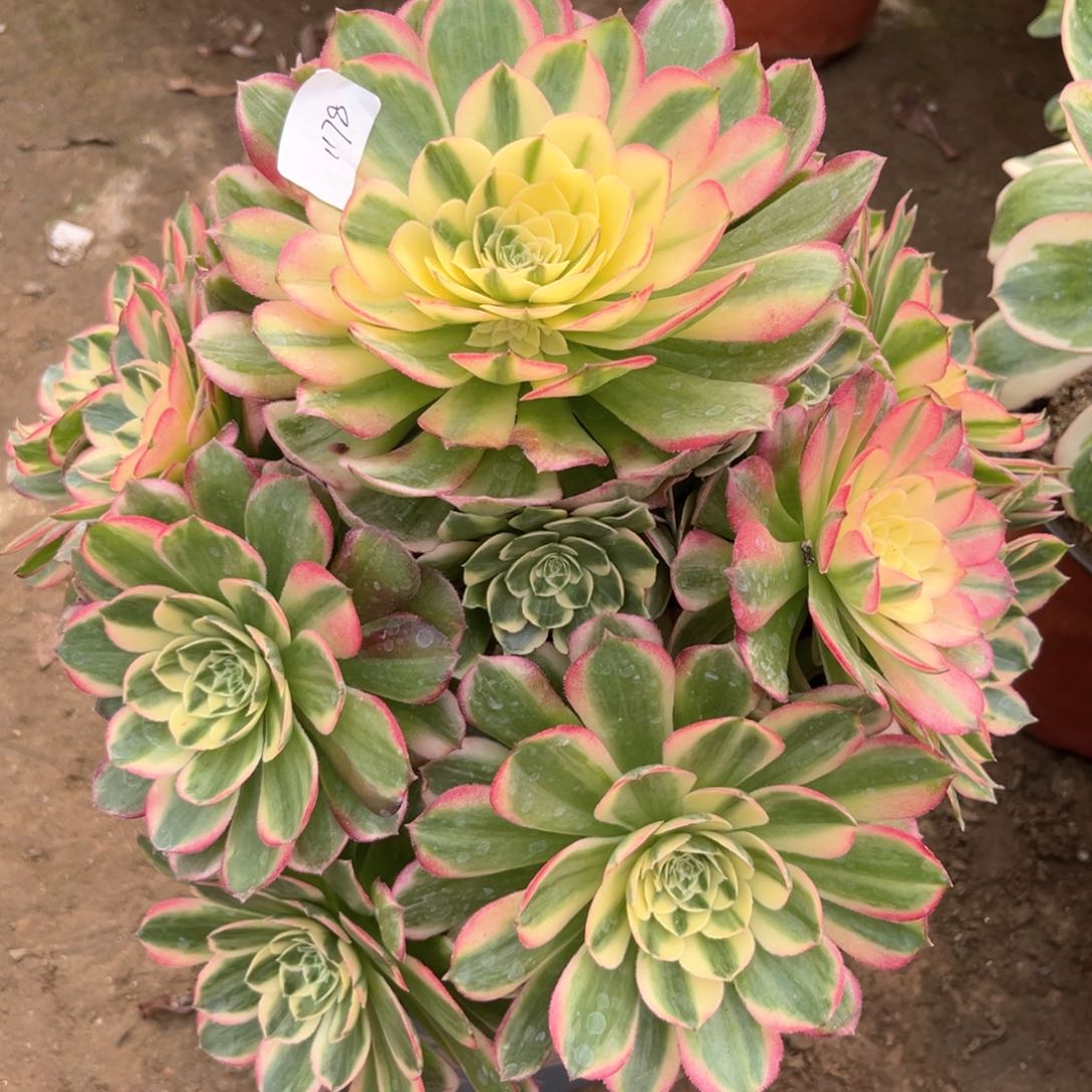 多肉植物海王1178