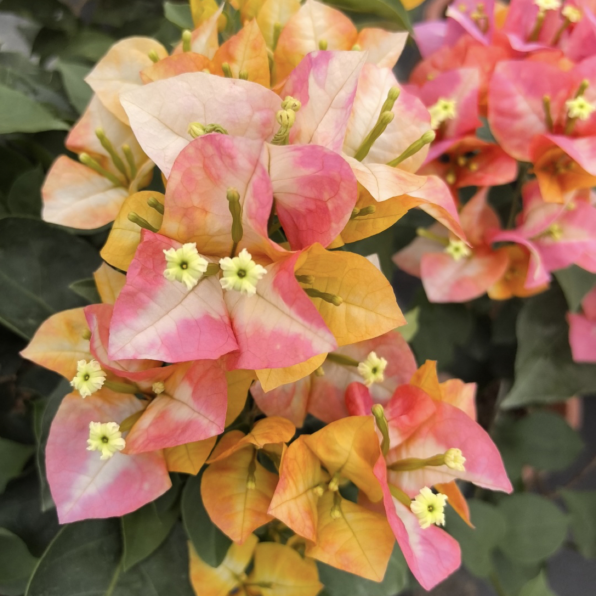 凤凰三角梅四季开花一物一拍掉花掉叶光杆不售后介意勿拍