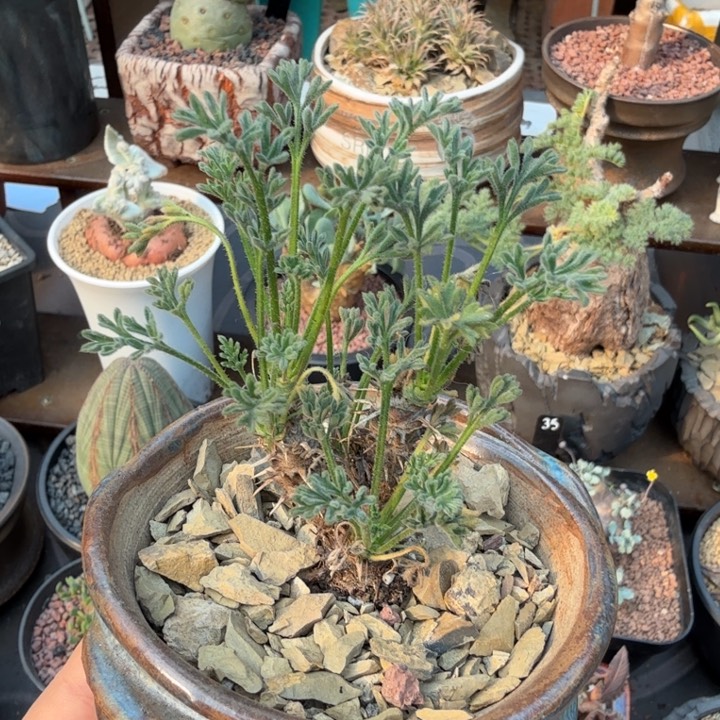 豪朱洋葵（满28包邮）