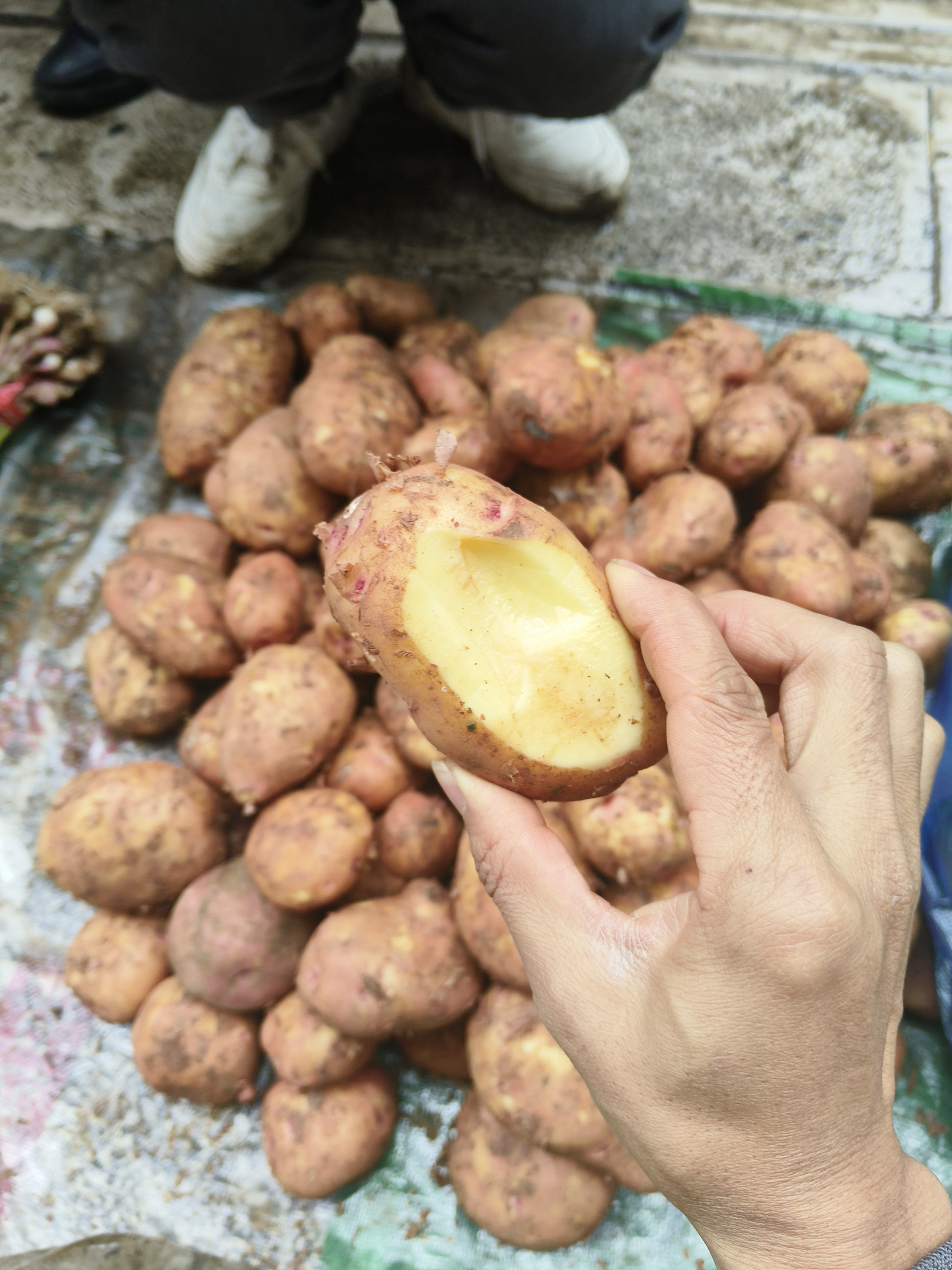 贵州户外赶集洋芋