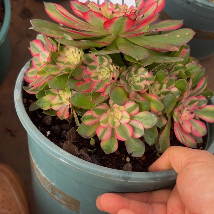 哈哈多肉葡萄福利031