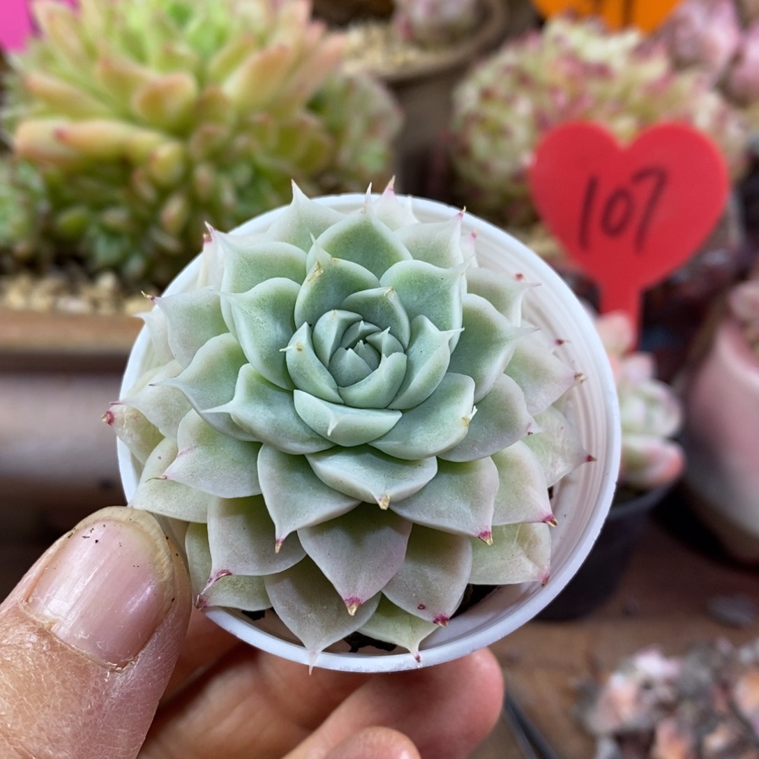 精品多肉一物一拍不包整92