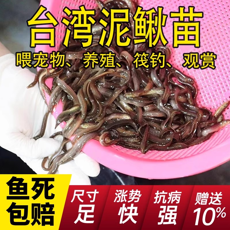 台湾小泥鳅苗鲜活宠物饲料喂乌龟龙鱼观赏鱼淡水养殖本地苗好养活
