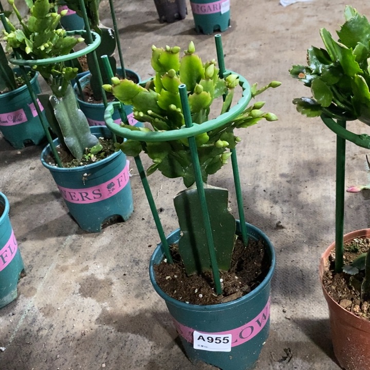 当前无花栽培后可以开花时**啡955白重