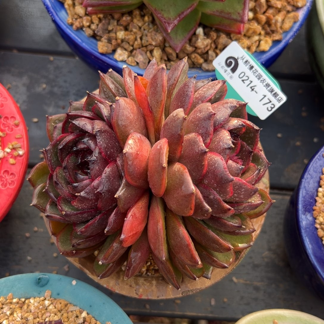 多肉一物一拍0214-173