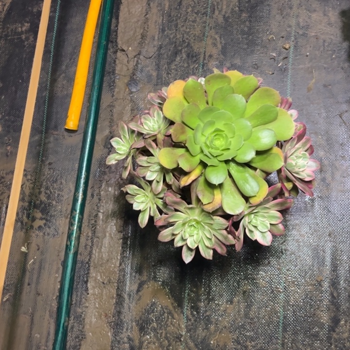 48多肉多肉多肉多肉多肉