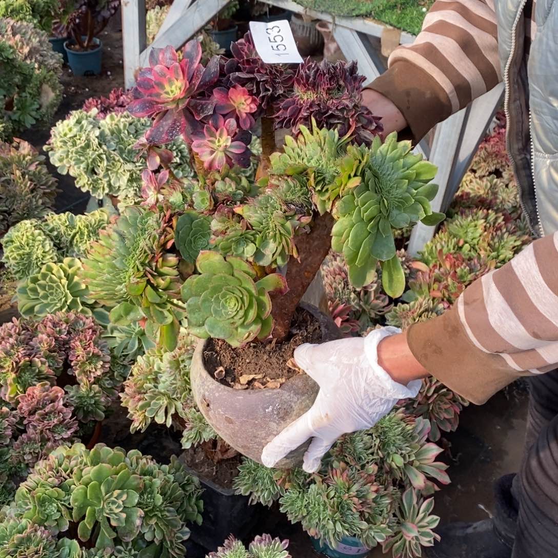 美杜莎➕万圣节1553号多肉