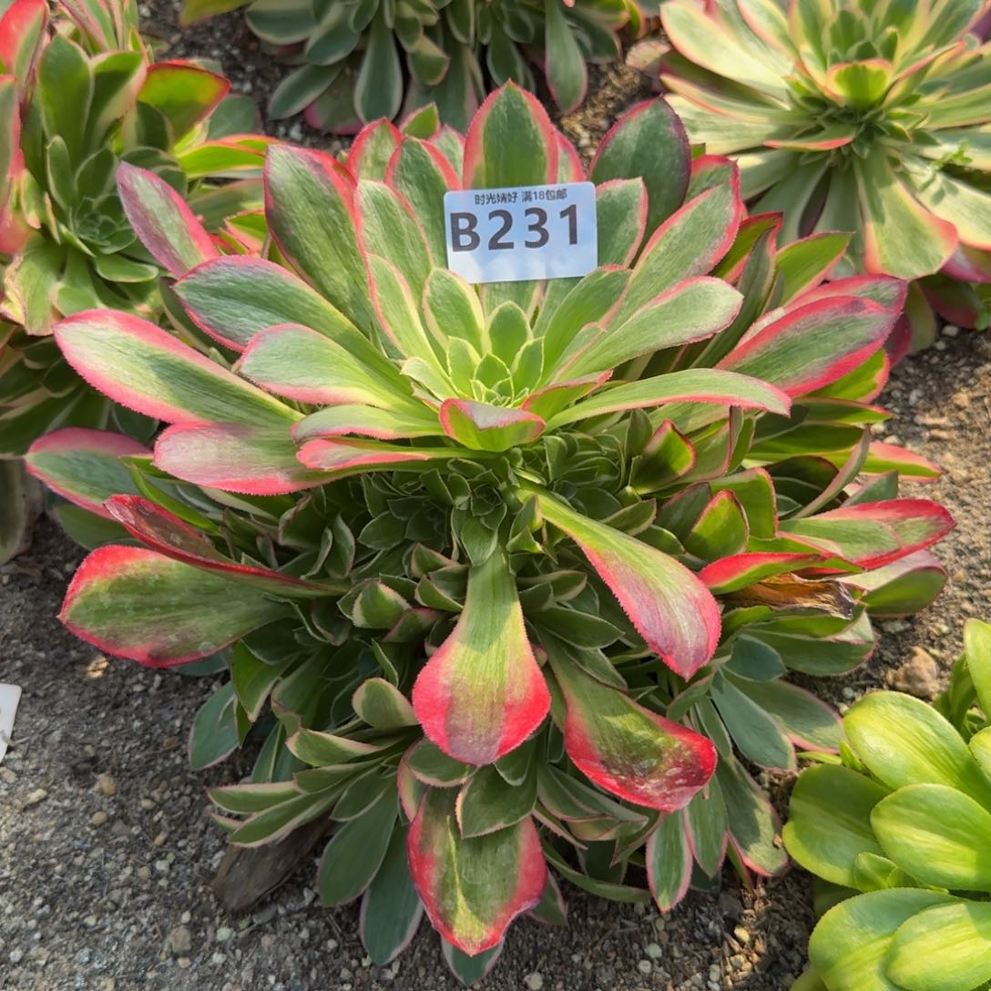 231妖月。多肉植物