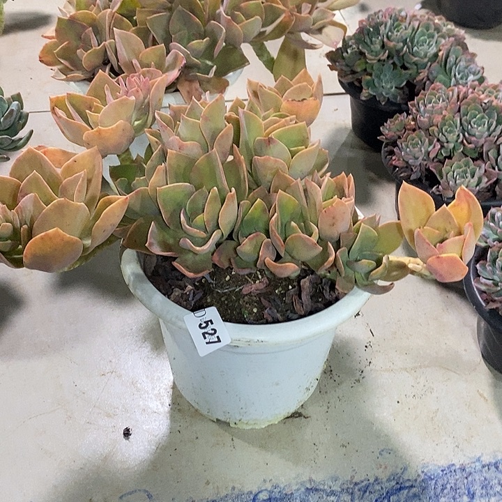 x***n527赫士多肉植物多肉