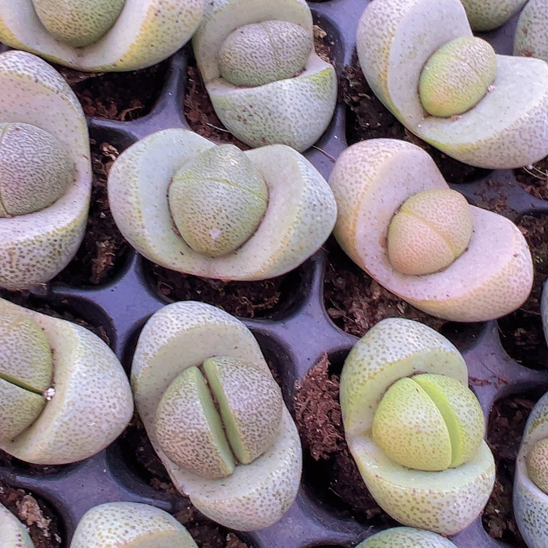 元宝苗5颗19包邮多肉