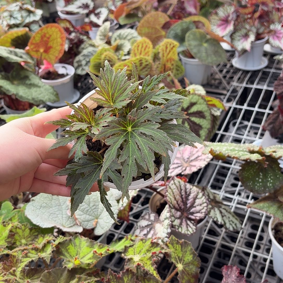 完全开放蝎尾裂秋海棠