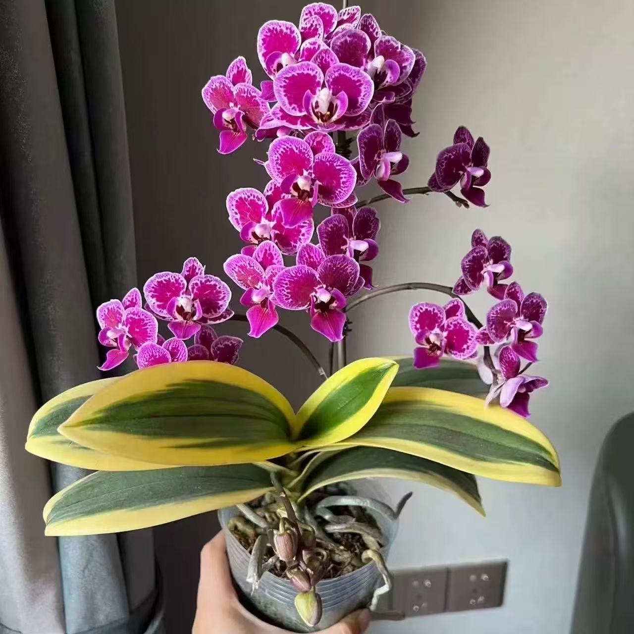  不带花剑  名贵品种 金边 蝴蝶兰 