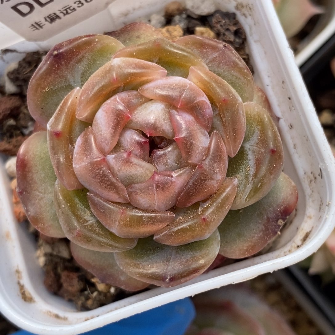 380东篱下多肉植物盆栽