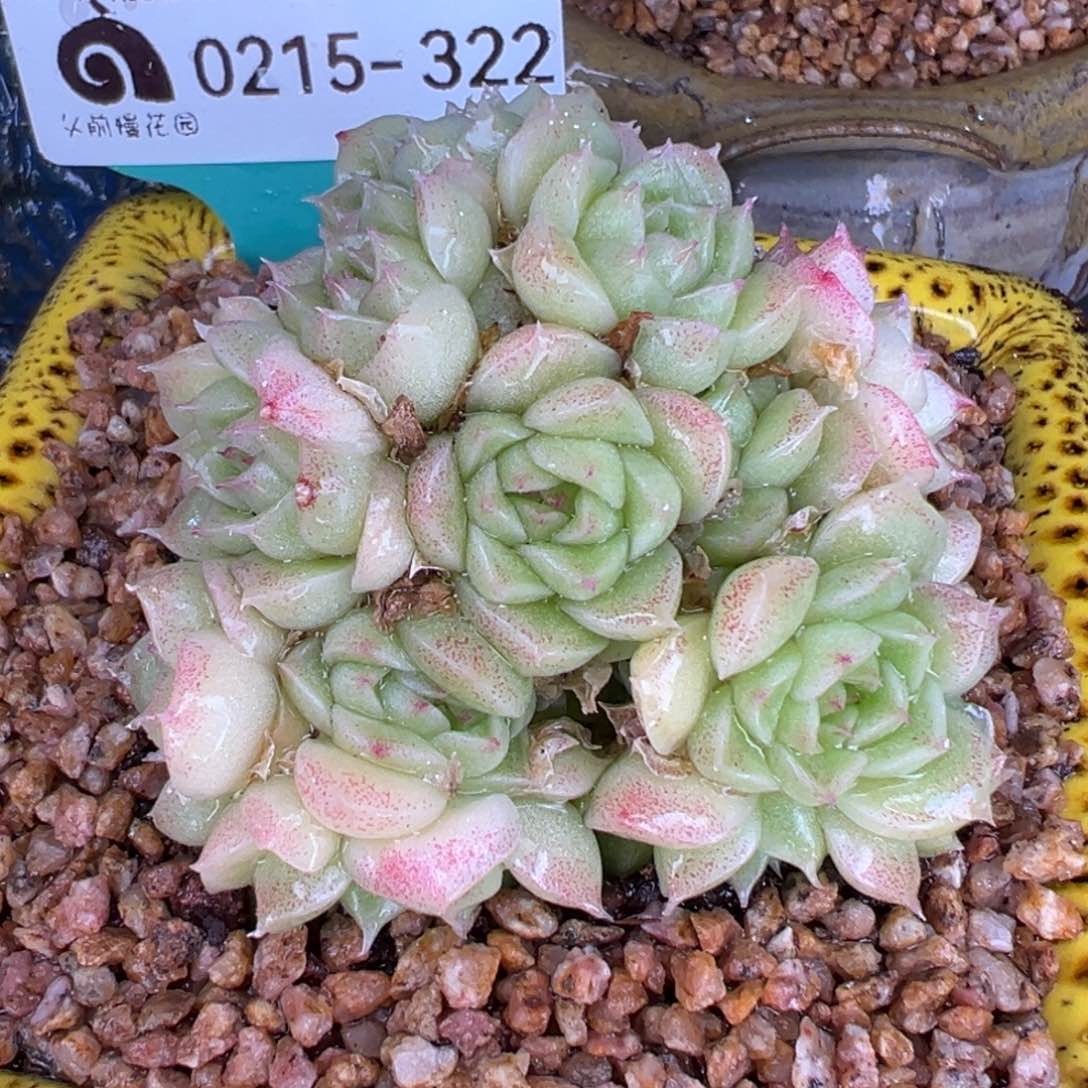 从前慢多肉精选编号0215.322