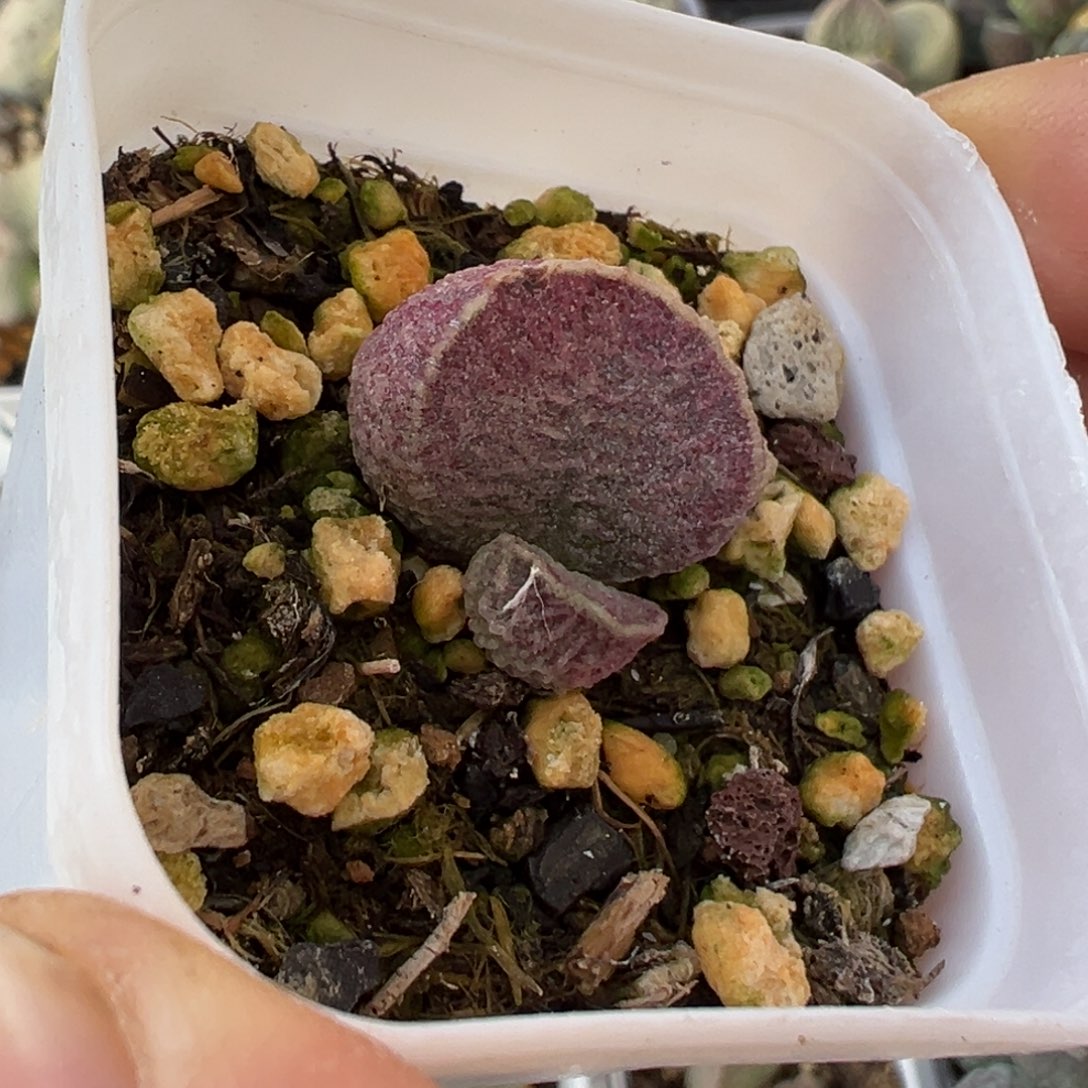 哈默猪肝水泡多肉植物